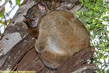 sportive lemur